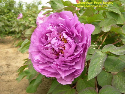 'SPIRIT GEJIN'S RIVAL' Tree Peony (Paeonia x suffruticosa '胜葛巾-sheng gejin')