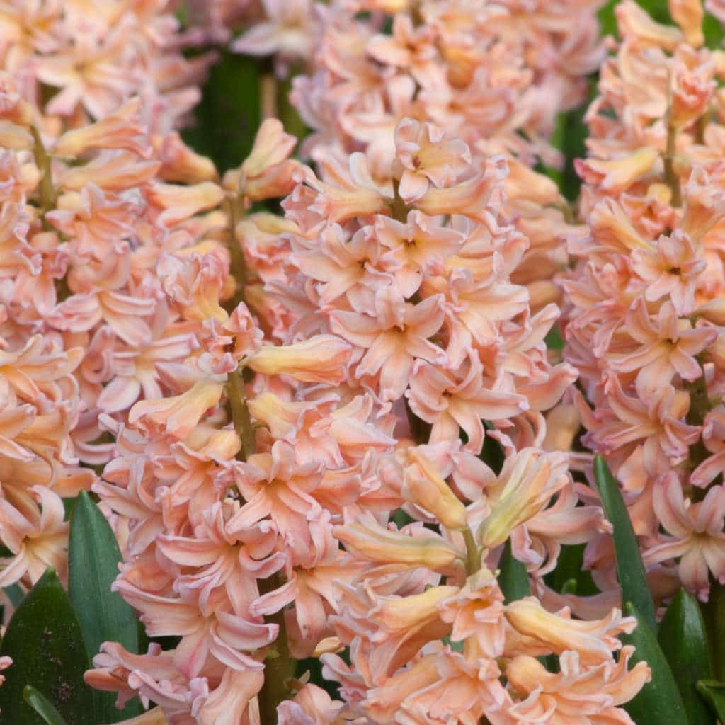 'HYACINTH' Garden Hyacinth (Hyacinth x orientalis)