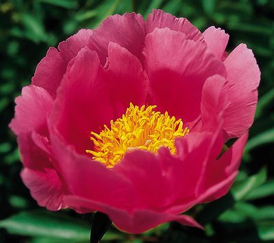 'SALMON GLOW' Peony (Paeonia albaflora x officinalis 'salmon glow')