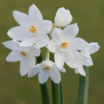 'ZIVA' Paperwhite Narcissus (Narcissus x tazetta 'ZIVA')