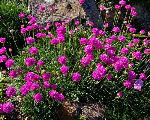 'MORNING STAR DEEP ROSE' Sea Thrift (Armeria x maritima 'morning star deep rose')