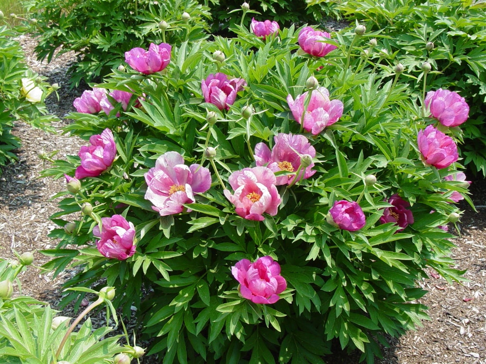 'YANKEE DOODLE DANDY' Itoh Peony (Paeonia x intersectional 'yankee doodle dandy')