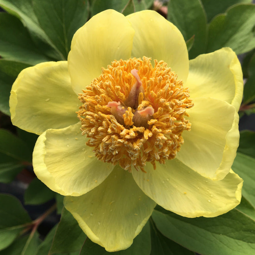 'MOLLY THE WITCH' Daurica Peony (Paeonia daurica subsp. mlokosewitchii)