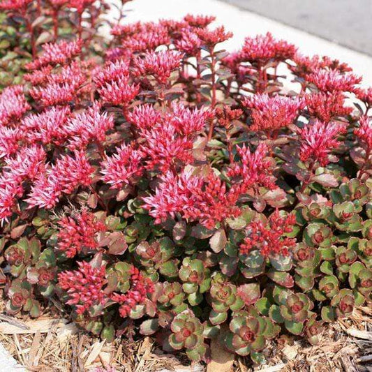 'FULDAGLOW' Stonecrop (Sedum x spurium 'fuldaglut')