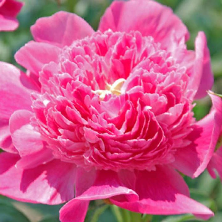 'PINK POM POM' Peony (Paeonia x lactiflora 'pink pom pom')