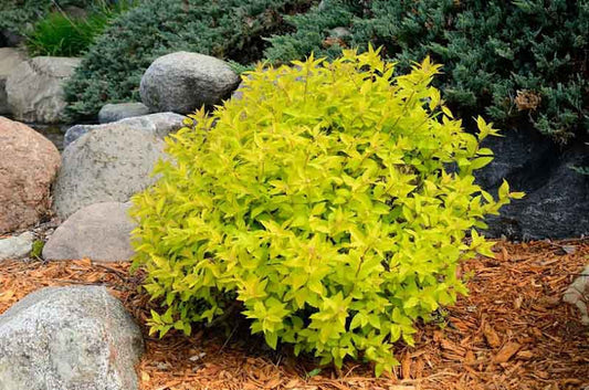 'GOLD MOUND' Spirea (Spiraea bumalda 'gold mound')