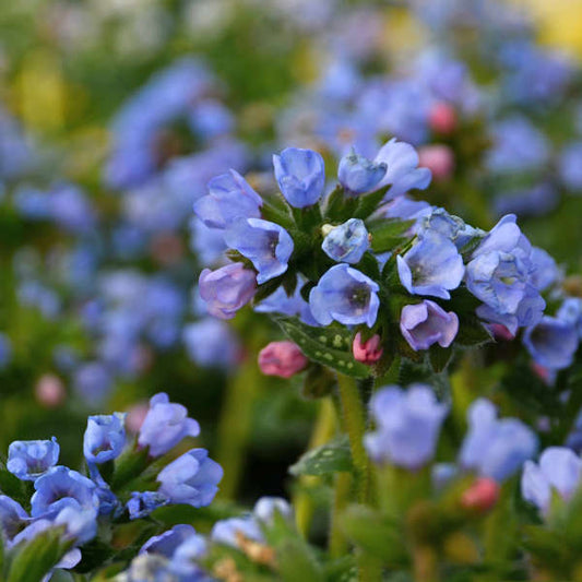 'TWINKLE TOES' Lungwort (Pulmonaria x 'twinkle toes')