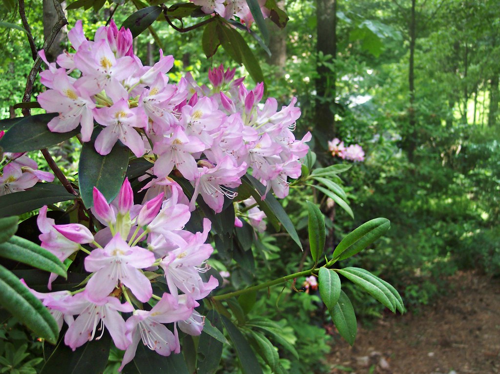 'ROSEUM' Pink Rosebay Rhododendron (Rhododendron maximum var 'roseum')