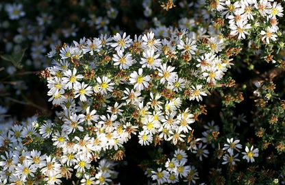 'SNOW FLURRY' White Heath Aster (Aster ericoides f. prostratum 'snow flurry')