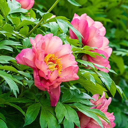 'MAGICAL MYSTERY TOUR' Itoh Peony (Paeonia x intersectional 'magical mystery tour')