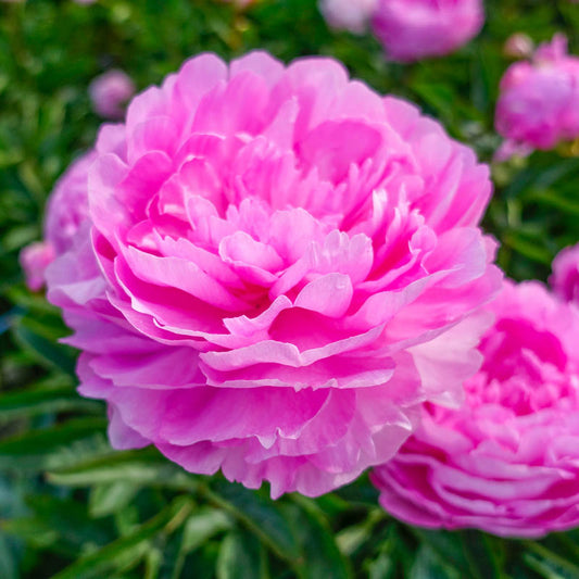 'VIVID ROSE' Peony (Paeonia x lactiflora 'vivid rose')