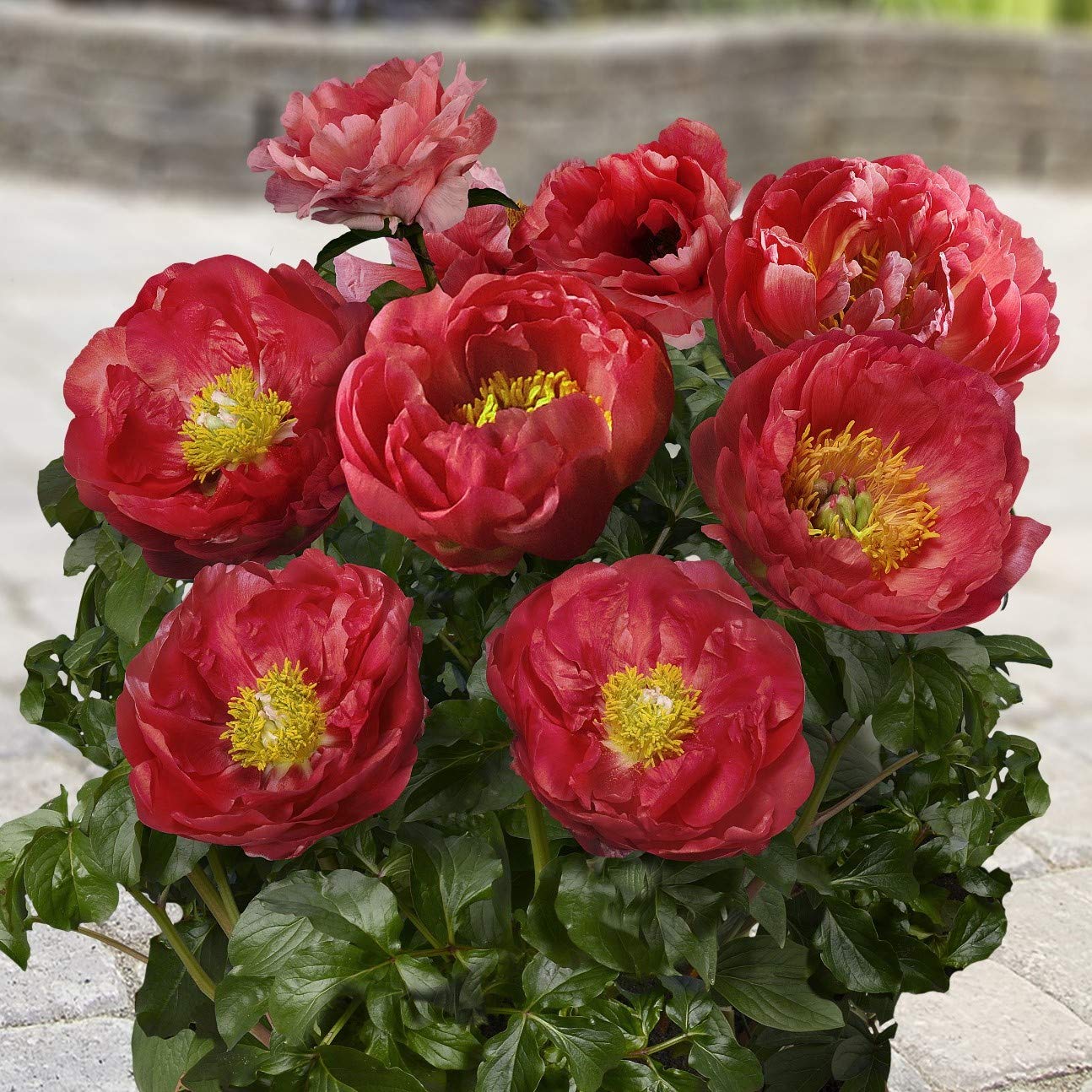 'PATIO PEONY' Peony (Paeonia x lactiflora var)