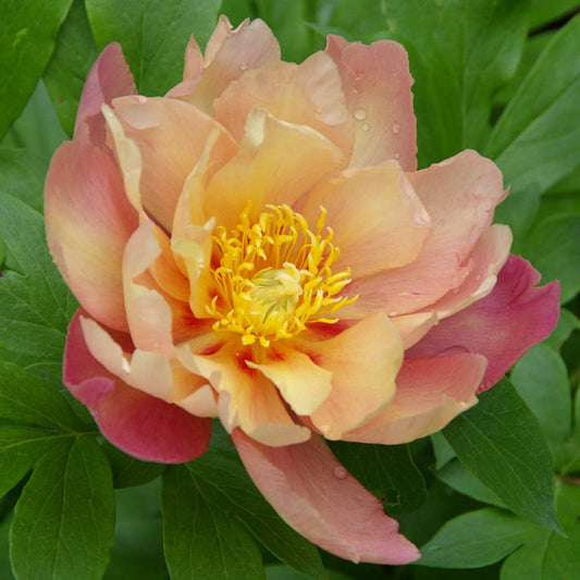 'JOANNA MARLENE' Itoh Peony (Paeonia x intersectional 'joanna marlene')