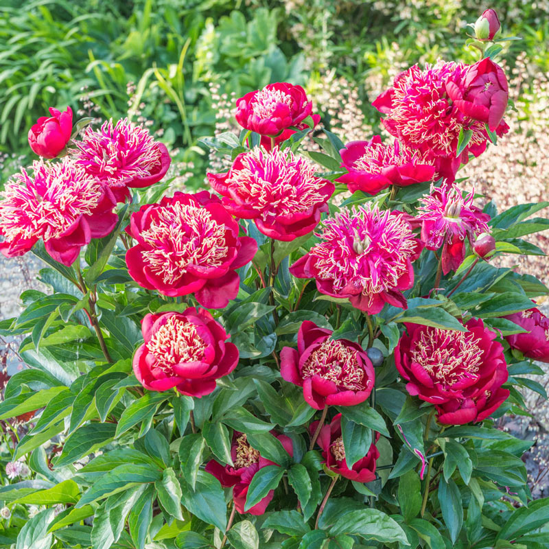 'CHARLES BURGESS' Peony (Paeonia x lactiflora 'charles burgess')