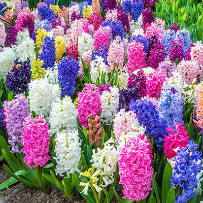 'HYACINTH' Garden Hyacinth (Hyacinth x orientalis)