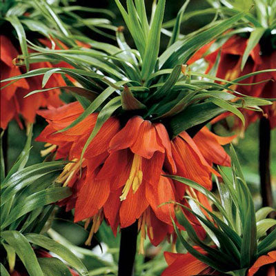 'CROWN IMPERIAL' Kaiser's Fritillary (Fritillaria x imperialis var.)