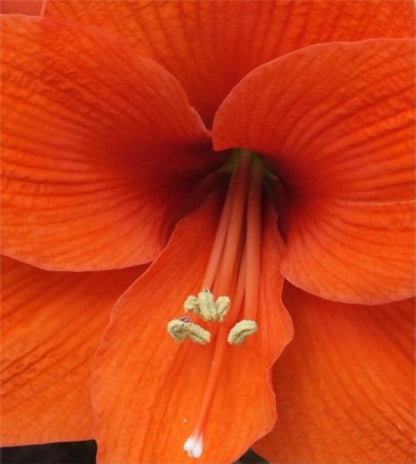 'NARANJA' Amaryllis (Hippeastrum x 'naranja')