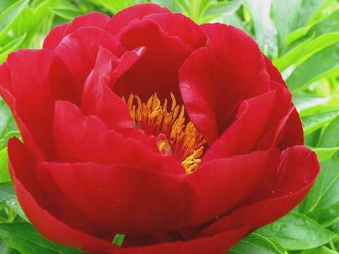 'RED RED ROSE' Peony (Paeonia x lactiflora 'red red rose')