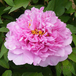 'LINGERING FLOWER WITH EXQUISITE DEW' 菱花湛露 Tree Peony (Paeonia x suffr ...