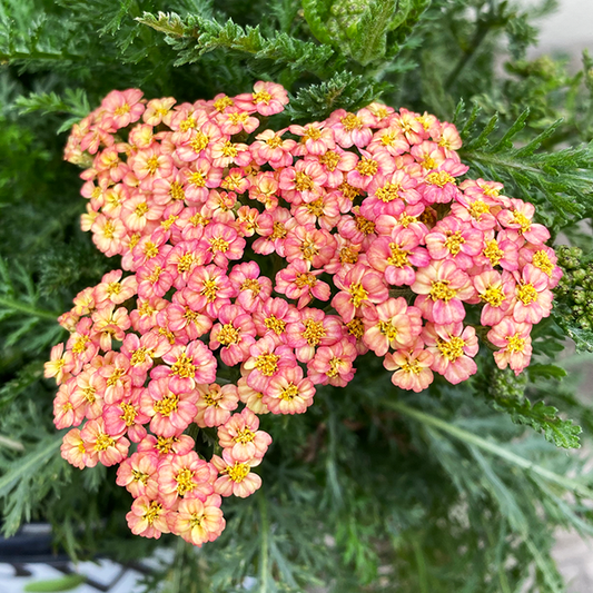 'PEACH SKY' Yarrow (Achillea x millefolium 'peach sky')