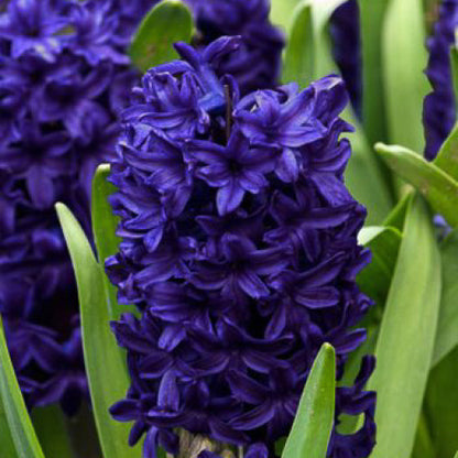 'HYACINTH' Garden Hyacinth (Hyacinth x orientalis)