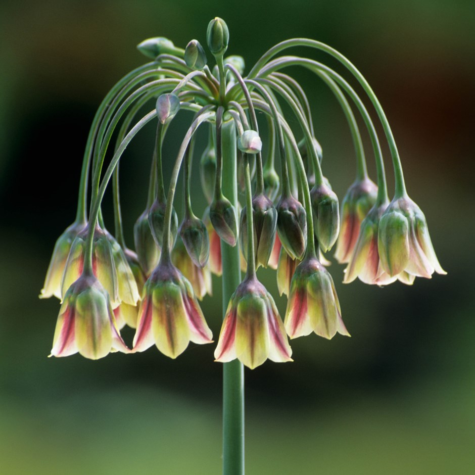 'HONEY GARLIC 'Mediterrian Bells' (Allium nectaroscordum x siculum 'bulgaricum')