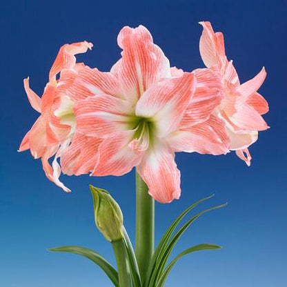 'AMADEUS' Amaryllis (Hippeastrum x 'amadeus')