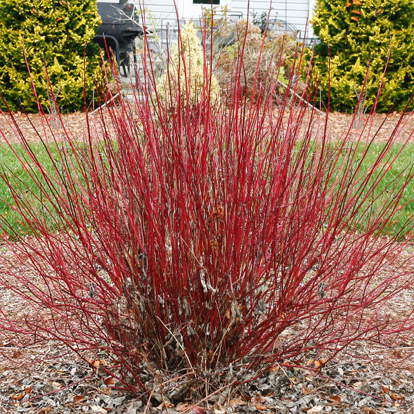 ARCTIC FIRE RED Red twig Dogwood Cornus x sericea arctic fire red