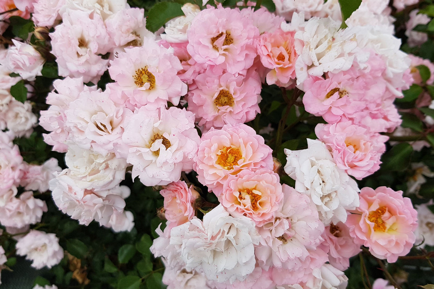 'BLUSHING DRIFT' Shrub Rose (Rosa x 'blushing drift') – Champlain Peony ...