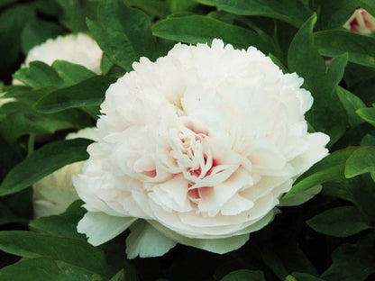 'SNOWY PAGODA' 白雪塔 Tree Peony (Paeonia x suffruticosa '白雪塔 bai xue ta/snowy pagoda')