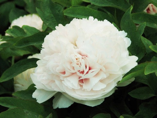 'SNOWY PAGODA' Tree Peony (Paeonia x suffruticosa 'bai xue ta')