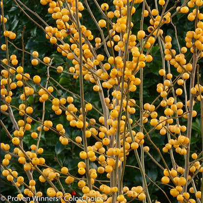 'HEAVY BERRY GOLD' Winterberry Holly (Ilex x verticillata 'heavy berry gold')