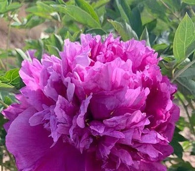 'BLUSHING LANZHOU' 蓝绉绸 Tree Peony(Paeonia x suffruticosa 'lan zhou chou/blushing lanzhou')