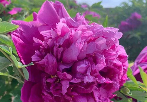 'BLUSHING LANZHOU' 蓝绉绸 Tree Peony(Paeonia x suffruticosa 'lan zhou chou/blushing lanzhou')