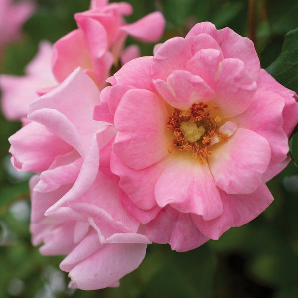 'BLUSHING DRIFT' Shrub Rose (Rosa x 'blushing drift') – Champlain Peony ...