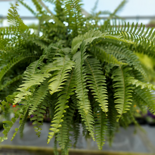 'BOSTON FERN' Hanging Basket