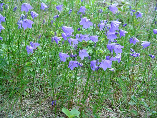 'BLUEBELL' Harebells (Campanula rotundifolia sp.)