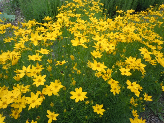 'WHORLED TICKSEED' (Coreopsis verticillata sp.)