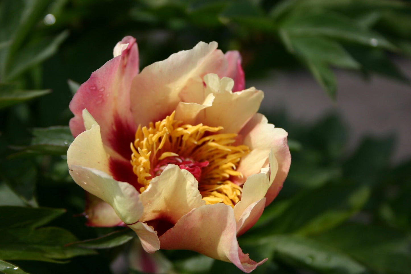 'COURT JESTER' Itoh Peony (Paeonia x intersectional 'court jester')