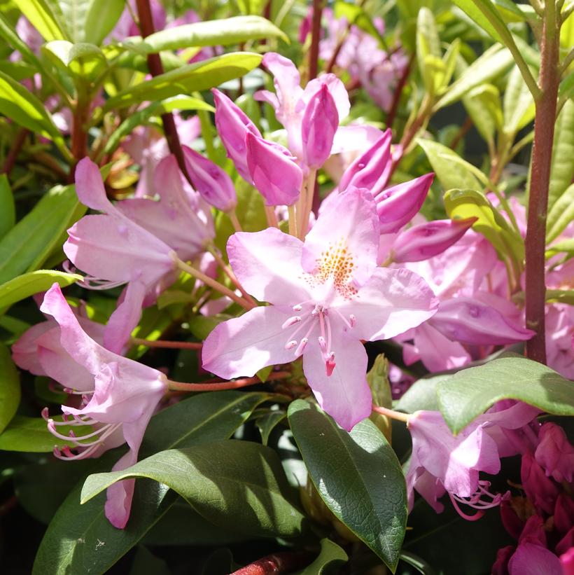 'INDEPENDENCE' Rhododendron (Rhododendron maximum x 'independence')
