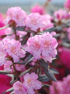 'MIDNIGHT RUBY' Rhododendron (Rhododendron x 'midnight ruby')