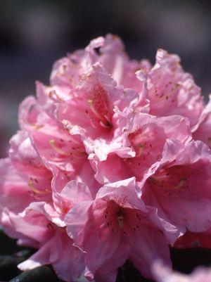 'SCINTILLATION' Rhododendron (Rhododendron x 'scintillation')