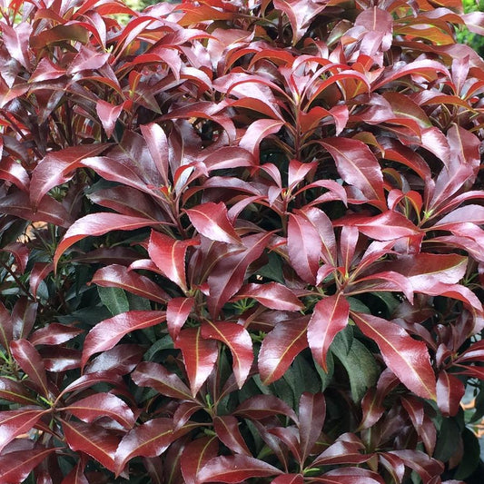 'KATSURA' Andromeda (Pieris japonica x 'katsura')