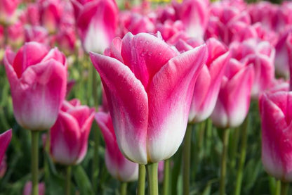 'TULIP' Garden tulips (Tulipa x)