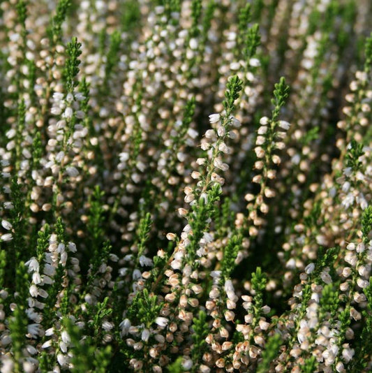 'MAIRES' Maires Scotch Heather (Calluna x vulgaris 'maires')