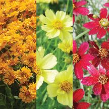 'MEDLEY MIX' Tickseed (Coreopsis x 'medley mix')