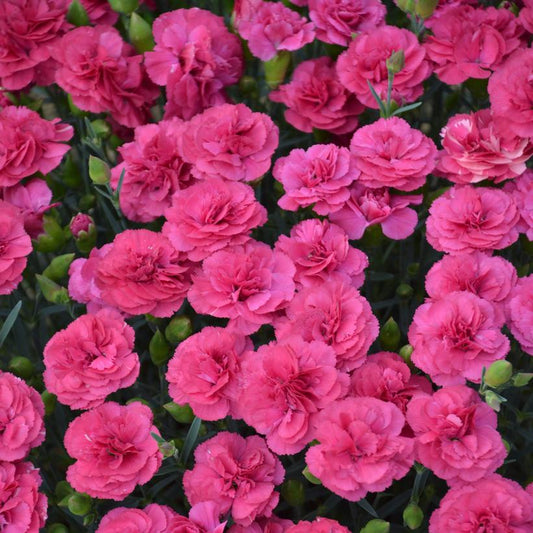 'DOUBLE BUBBLE' Hardy Pinks (Dianthus x 'double bubble')