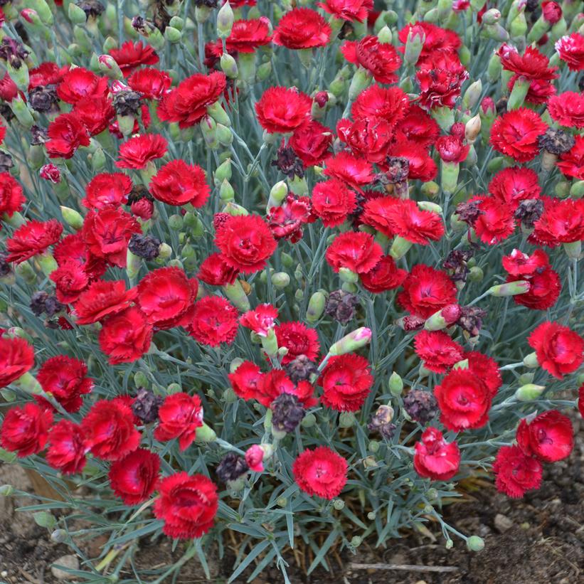 'ELECTRIC RED' Hardy Pinks (Dianthus x 'electric red')