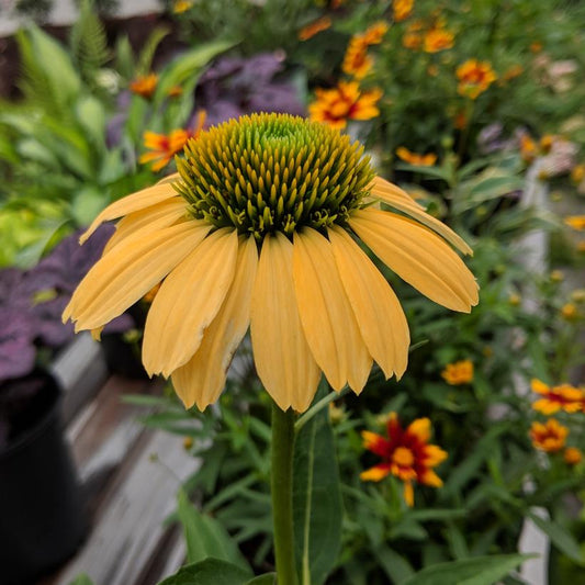 'MELLOW YELLOWS' Coneflower (Echinacea x 'mellow yellows')