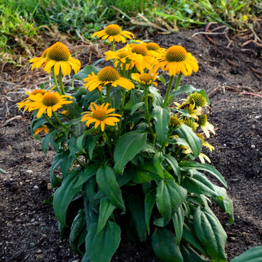 'CANARY' Coneflower (Echinacea x 'canary')